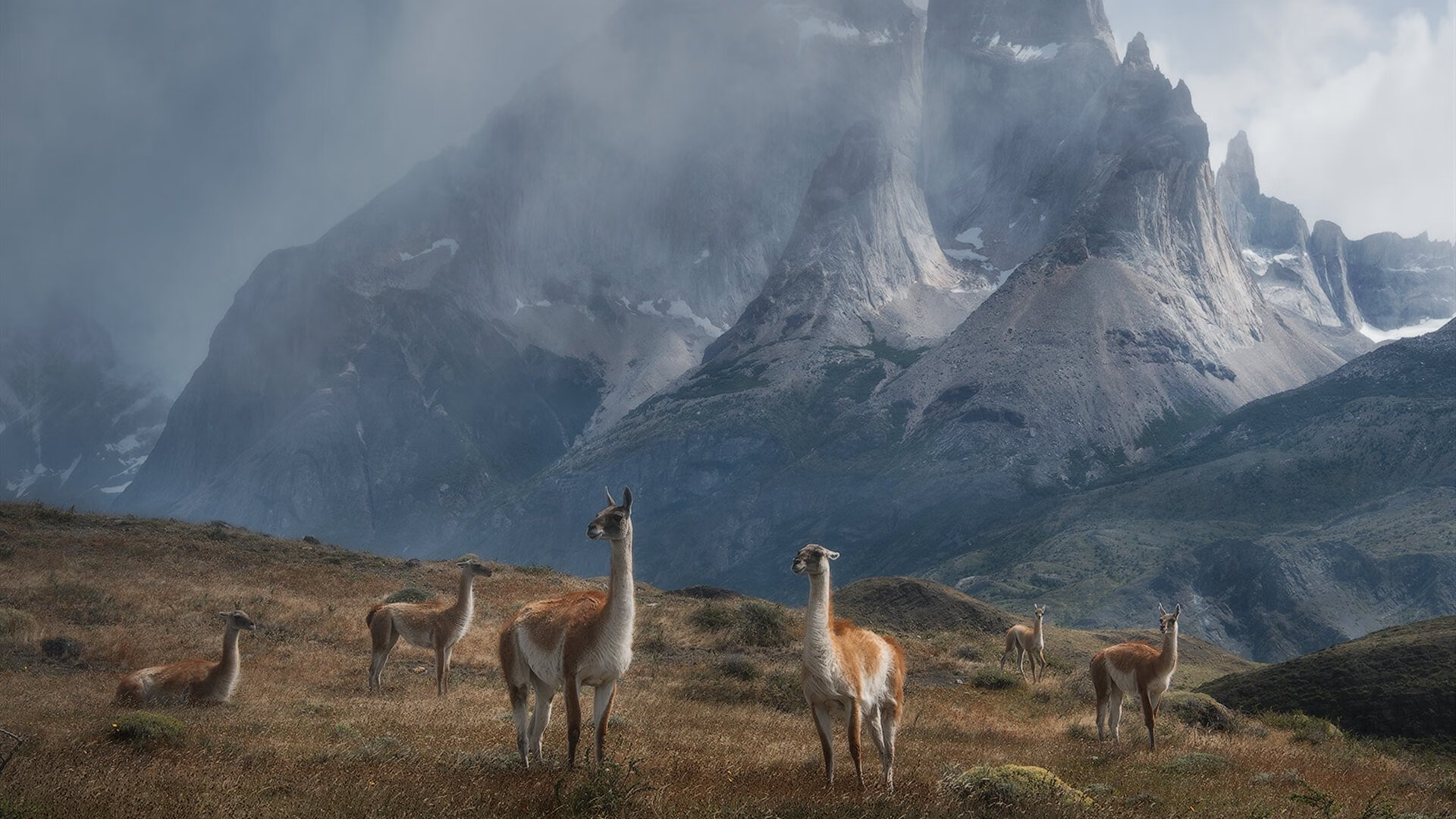 冷血刺客布伦森！猛龙苏醒的关键三分雨击溃群狼