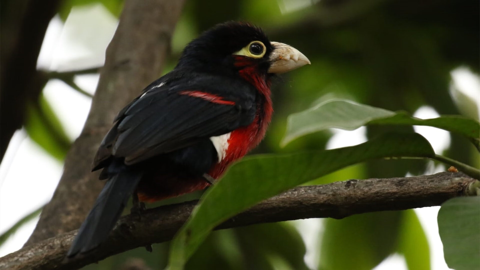 时空裂缝中的次元战争，当波斯铁骑在蒙特卡洛碾碎法甲豪门