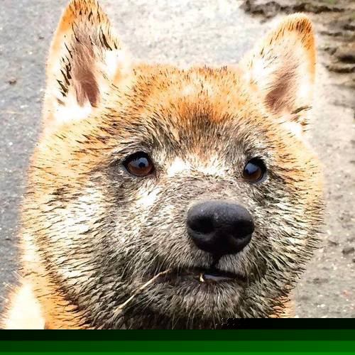 当紫金王朝遇见江南水师，约基奇的跨次元硬仗试炼