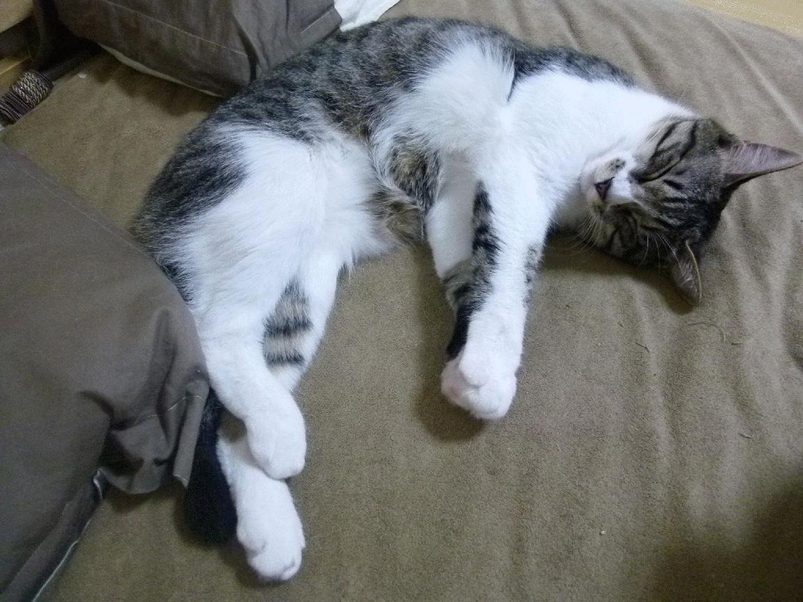 当俳句撕裂公式，三笘薰的窄巷独舞与巴萨的冷酷运算