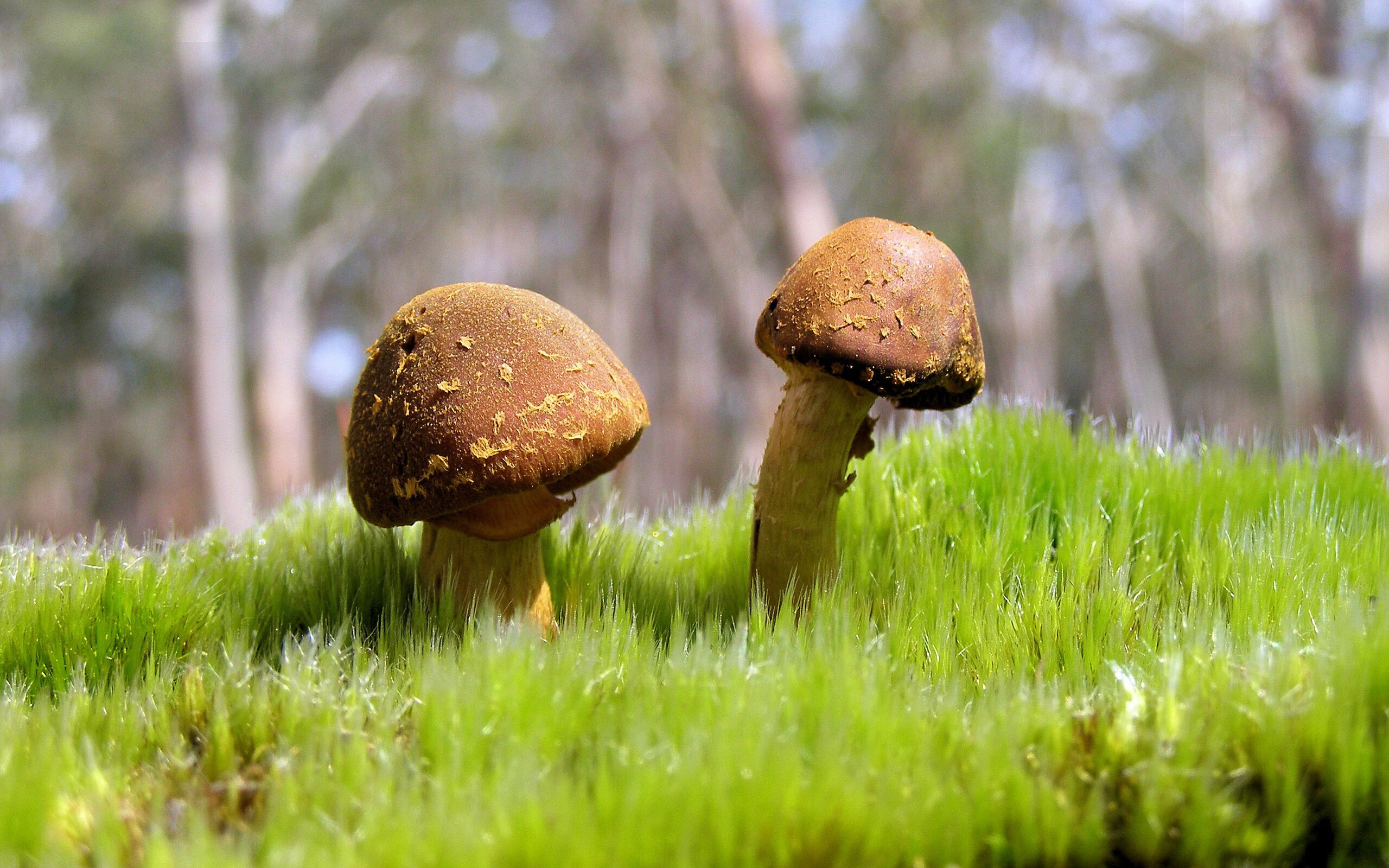 当公牛撞上江南长城，中国浓眉如何刺破钢铁封锁线？