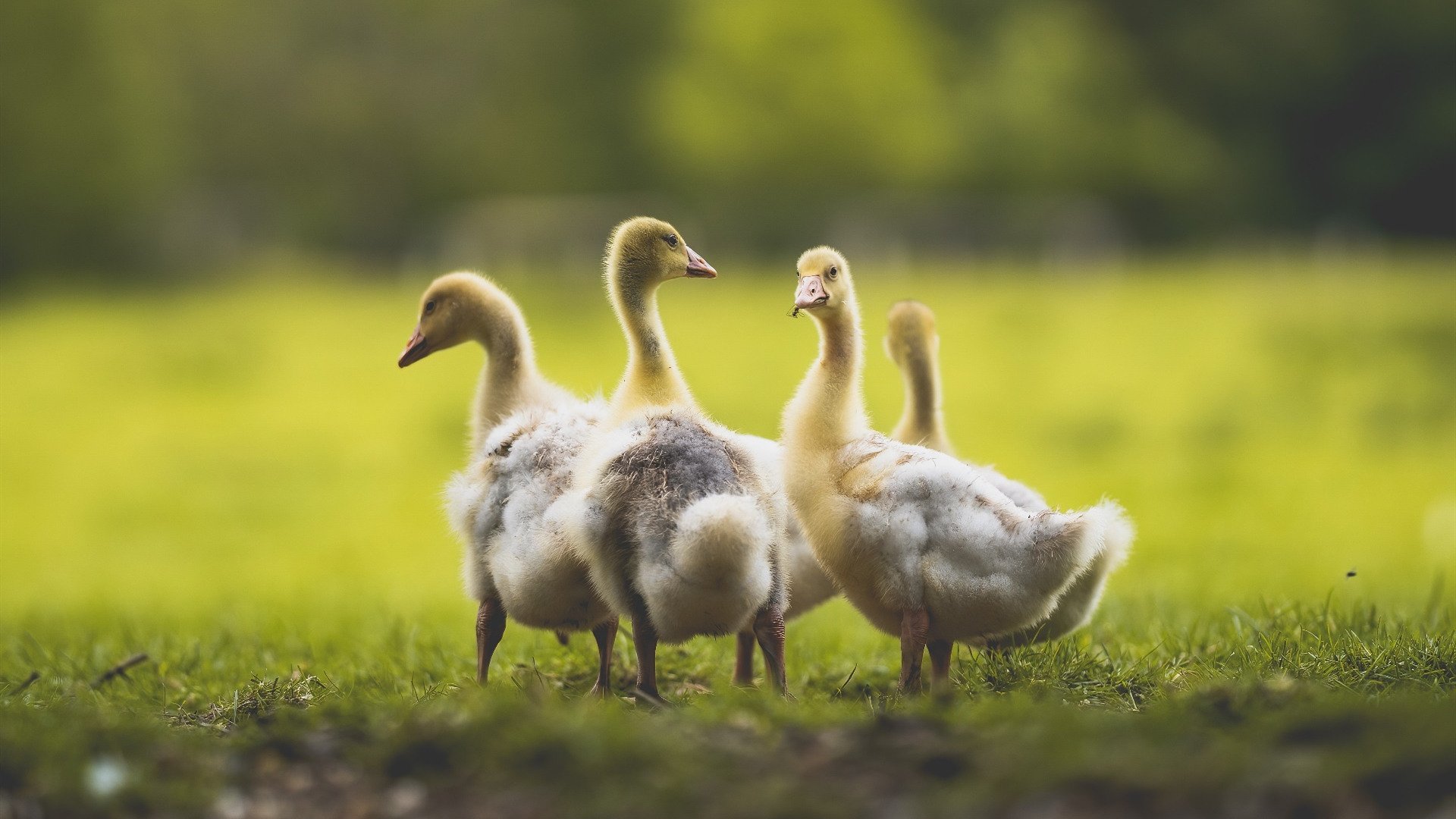 绝杀！巴尔韦德第92分钟一剑封喉，摩纳哥绝境重生击沉亚特兰大