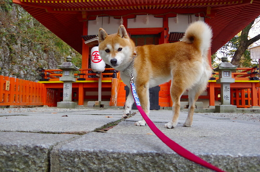 时空乱入？上海队绝杀篮网，东契奇压哨诠释关键先生