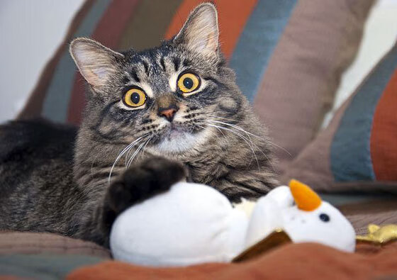 青年巫师的审判日,哈利伯顿用魔法撕裂快船防线