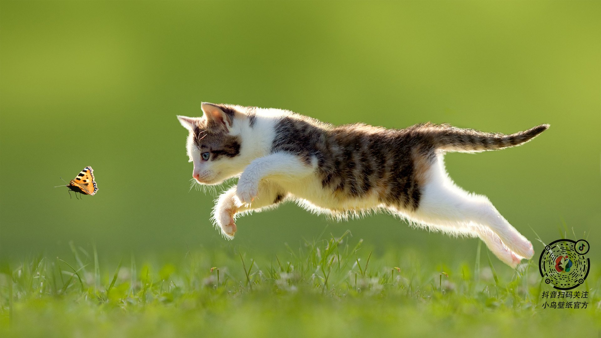 当药厂遇见高原雄鹰，弗拉霍维奇，跨越大陆的大场面叙事