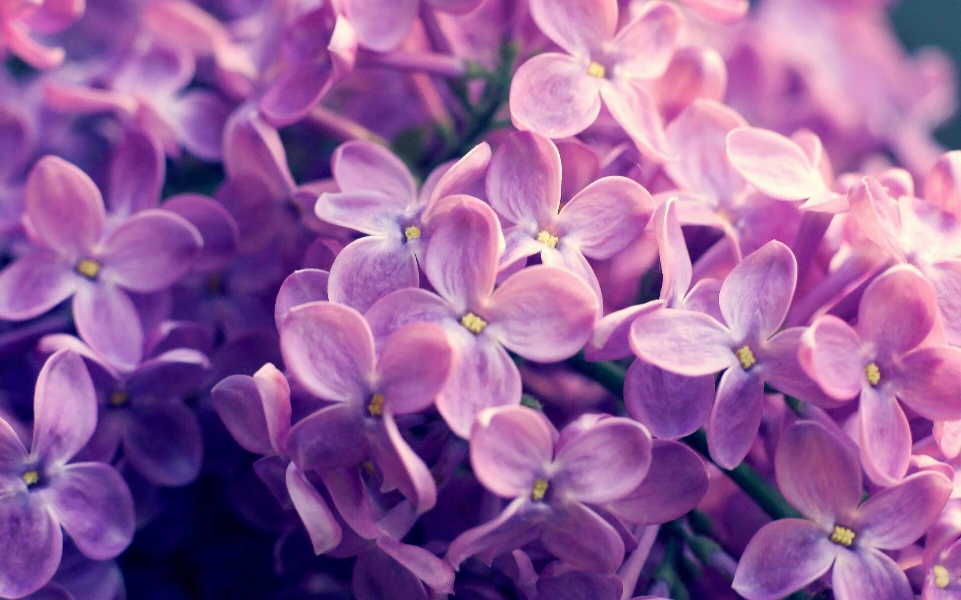 当药厂遇见高原雄鹰，弗拉霍维奇，跨越大陆的大场面叙事