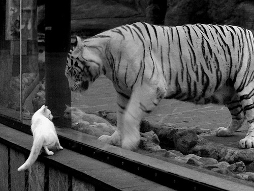 凤凰城涅槃夜，当布克的火焰焚尽达拉斯星辰