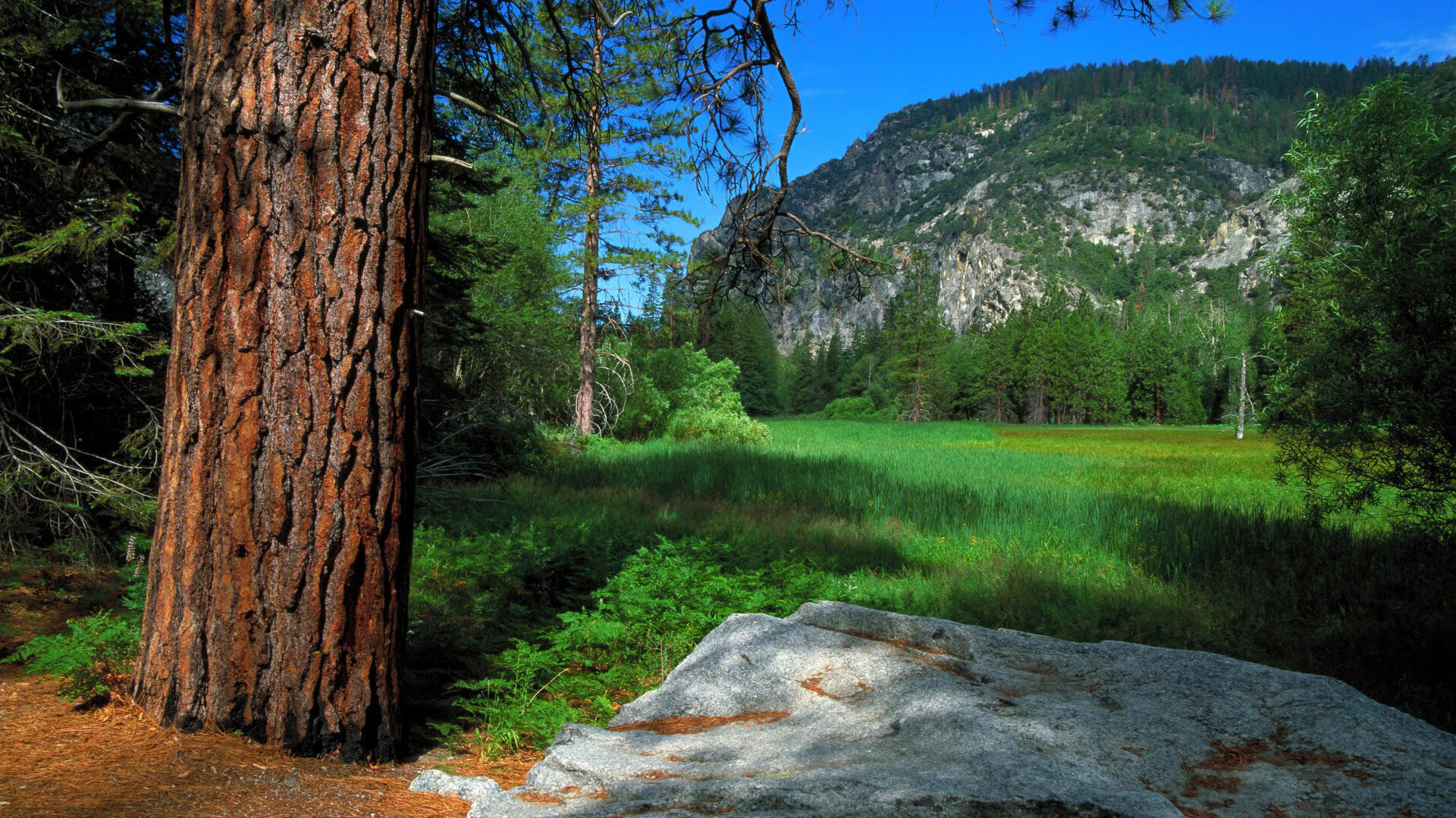 独步天下,2026世界杯关键战,法国碾压斯洛伐克,C罗表现抢眼书写不老传奇