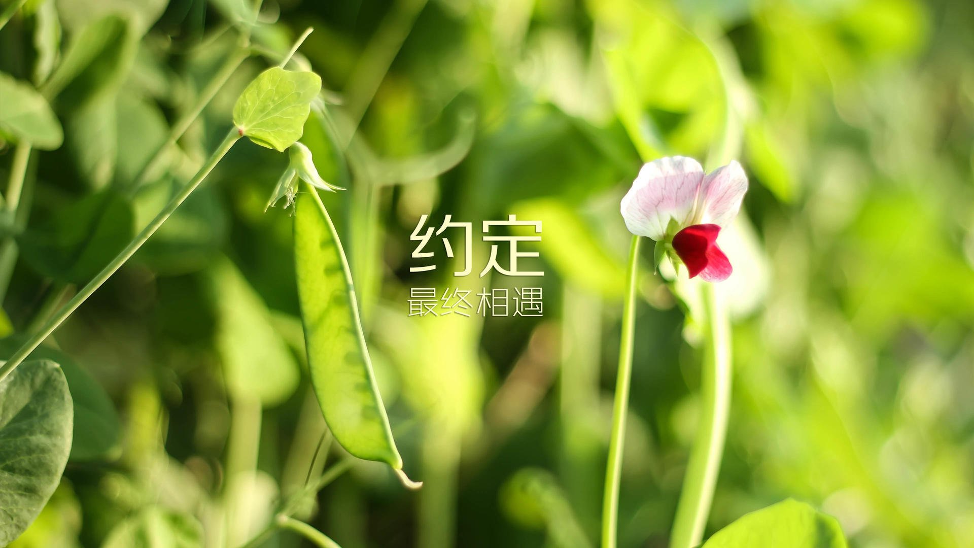 唯一绝杀,喀麦隆的意志,阿诺德的火种