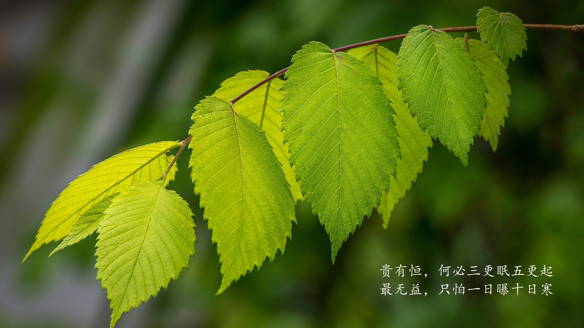 沙漠之狐的独舞,2026世界杯A组关键战,摩洛哥如何以铁血压制撕碎哥伦比亚,奥斯梅恩领衔上演孤胆英雄记